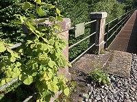 Eisenbahnüberführung  4880_EÜ-44,790 in 72275 Alpirsbach (23.07.2025 - Kornelius Goetz, denk.mal.digital (UG)
)
