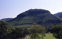 Castellberg, Historischer Terrassenweinberg bei Ballrechten-Dottingen / Castellberg, Historischer Weinberg in 79282 Ballrechten-Dottingen